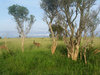 wild africa