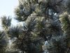 Ice tree