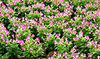 soft pink & white in the green