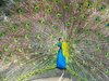 Peacock 1