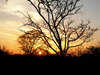 tree at sunset