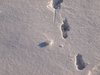 Tracks in the snow