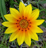 gazania gold2