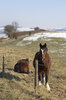 Short-legged horses