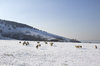 Sheep in snow