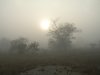 foggy day