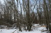 winter forest