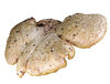 Polyporus