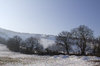 Trees in winter