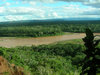 rainforest