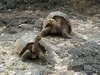 tortoises