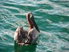 pelican