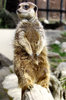 on the lookout7