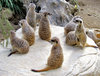 meerkat meeting