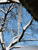 icicle