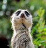 on the lookout1