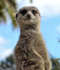 on the lookout5