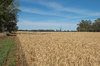 agriculture