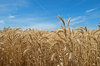 agriculture