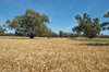 agriculture