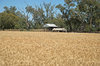 agriculture