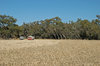agriculture