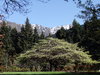 Queenstown Botanic Gardens