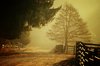 Golden Morning Haze
