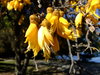 Kowhai
