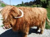 Gentle Giant