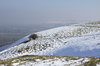 Sheep in the snow