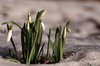 Snowdrop