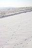 Sheep, footprints and snow