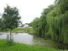 Willow at the pond