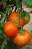 Ripe Tomatoes