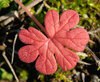 Red Leaf
