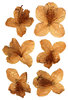 Vintage Pressed Flowers