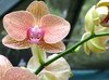 Tropical Orchids