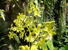Tropical Orchids