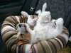 Laid Back Dog
