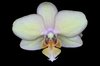 Flower macro