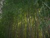 Bamboo Grove