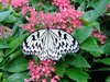 Tropical Butterfly