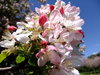 spring blossoms