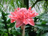 Tropical Flower