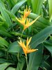 Tropical Flower