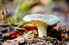 Mushroom