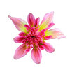 Star shaped dahlia