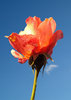 Flaming rose