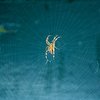 Spider in web